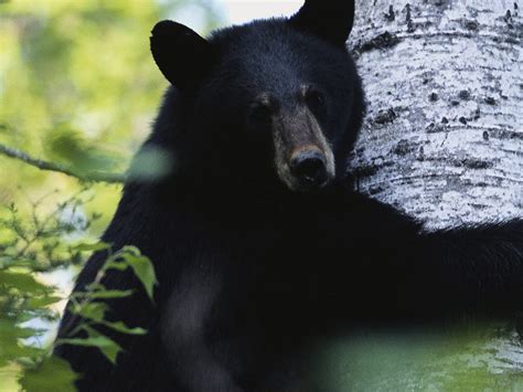 Watch I Was Prey - Season 1 | Prime Video