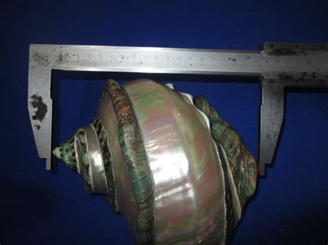 HUGE Turbo marmoratus polished,183mm length(7.4 inch)Nice color ...