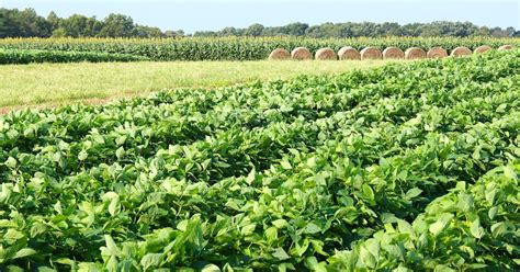 South Carolina Agriculture 的图像结果