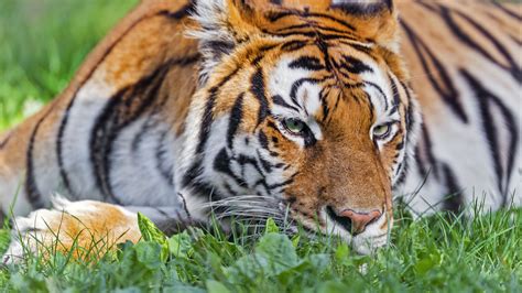 Download wallpaper 3840x2160 tiger, head, striped, big cat, grass 4k ...