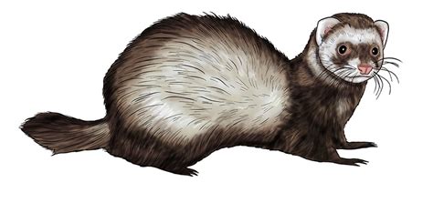 How to Draw a Ferret - A Fun and Easy Ferret Drawing Tutorial