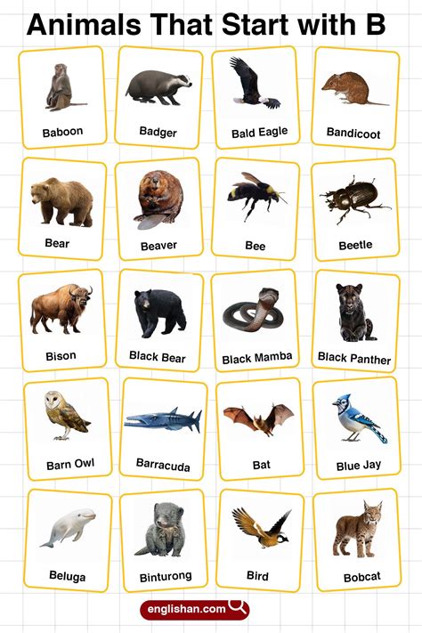 Animals That Start With B in English with Pictures | Animals starting ...