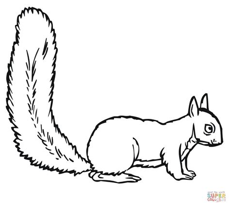 Squirrel coloring page | Free Printable Coloring Pages
