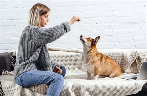 Impulse Control Exercises for Dogs 的图像结果