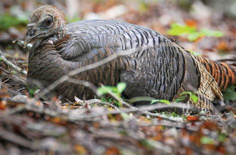 Turkey Nesting 的图像结果