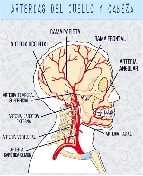Arterias de cuello y cabeza (apuntes medicina) | Anatomía médica ...