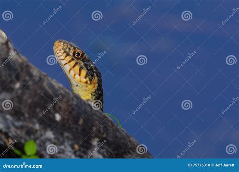 Diamondback Water Snake 的图像结果