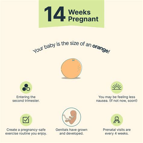 14 Weeks Pregnant: Symptoms, Baby Size, Belly Changes & More - Dario ...