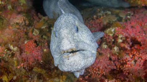 Download Wolf Eel Underwater Portrait Wallpaper | Wallpapers.com
