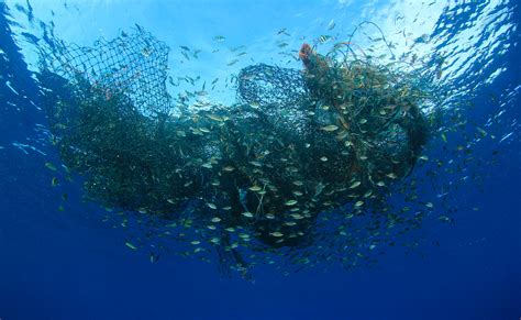 Sostenibilidad: Un Imperativo en el Sector Alimentario