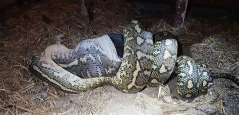 Image result for Python Attacks Woman