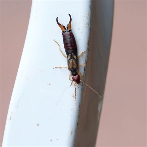 Earwigs - Knott's Pest Control