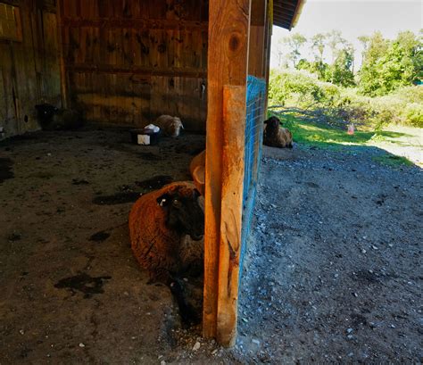 Cud-Chewing, Two Sides Of The Barn - Bedlam Farm