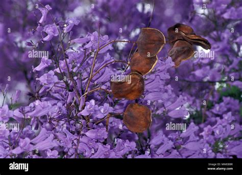 Image result for Inline JavaScript Example