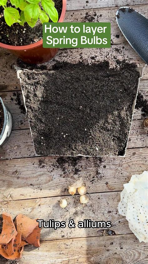 Lasagne Planting Spring Bulbs: A Step By Step Guide | Planting bulbs in ...