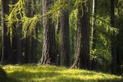 Patrick Gerber Java 的图像结果