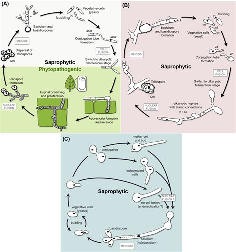 Basidiomycete Life Cycle