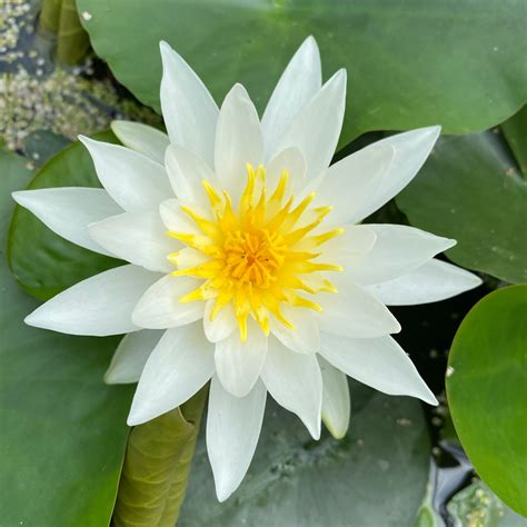 White Water Lilies Nymphaea | Albatross | White Lily Pond Plant