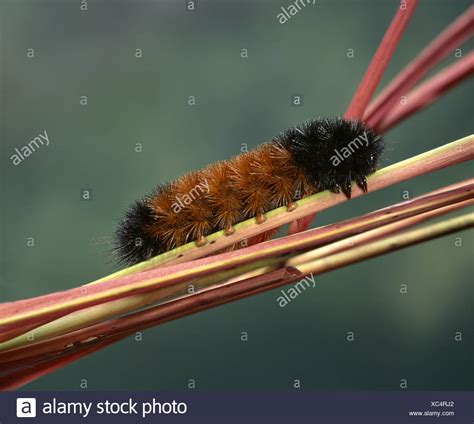 Woolly Bear Moth Stock Photos & Woolly Bear Moth Stock Images - Alamy