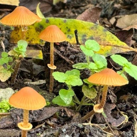 Chanterelle Mushrooms: Identification, Foraging, and Look-Alikes ...