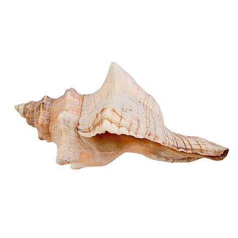 Buy Conch Shell (6"-7") - 1 Piece - Striped Fox Seashell for Beach ...