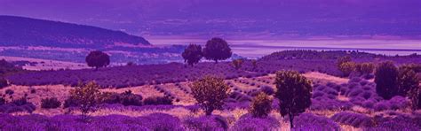 Download wallpaper sky, field, pruple, levander, section landscapes in ...
