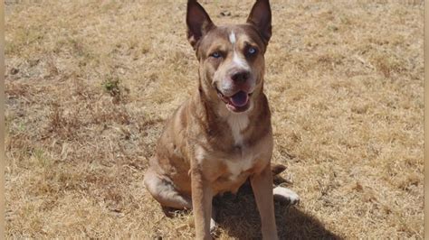 Siberian Husky Mixed With Pitbull