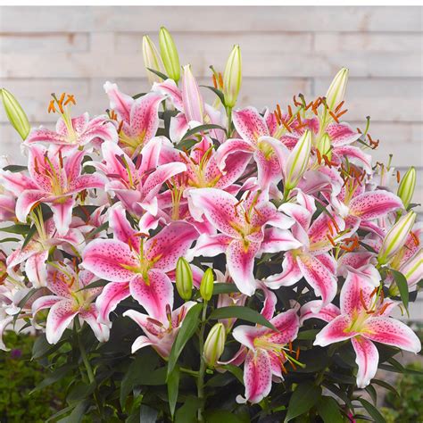 Fragrant Red Oriental Lily Bulbs for Sale Online | Stargazer – Easy To ...