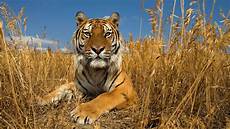 Nature Animals Wallpaper Hd by Animals Nature Wallpapers Hd Desktop And Mobile Backgrounds Nature Animals Wallpaper Hd