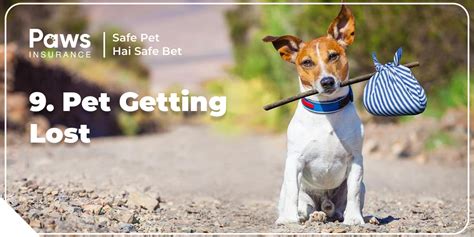 The 9 Most Common Puppy Accidents and How to Deal with Them – Pawsindia