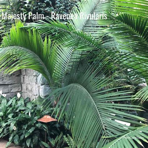 Majesty Palm Indoor