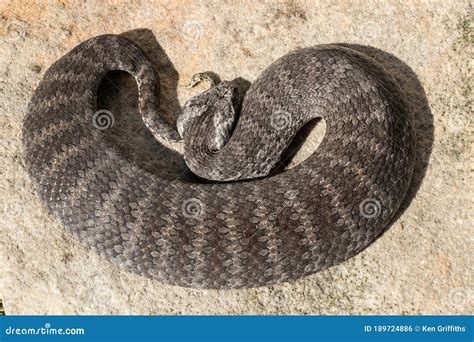 Common Death Adder, Acanthophis Antarcticus, Is A Quiet Venomous Snake Common In Australia Stock ...