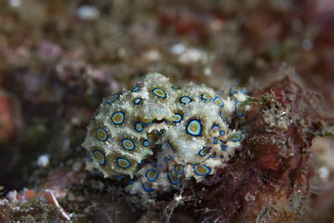 Are Octopuses Dangerous? - OctoNation - The Largest Octopus Fan Club!