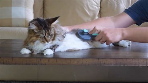 Maine Coon Grooming | 15 Easiest Tips to Groom a Maine Coon