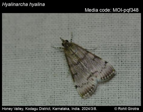 Hyalinarcha hyalina (Hampson, 1913) - | Moths