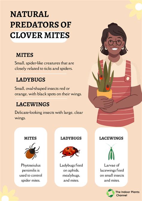 How To Prevent Clover Mites From Coming Back On Plants