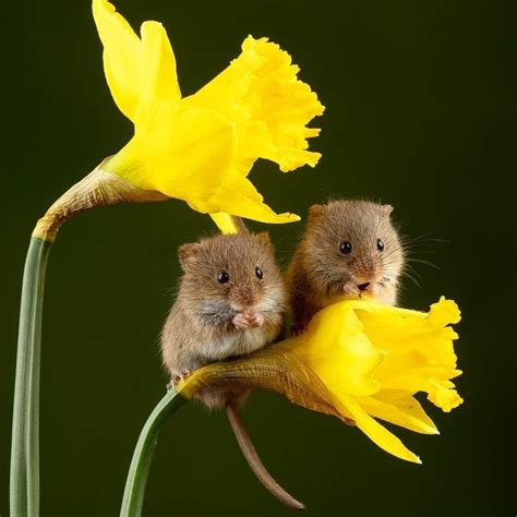 Sweet mice with Daffodils 🌼 📷@captivelight in 2024 | Cute little ...