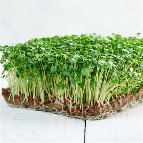 Buy Microgreens Seeds Online in India – Grow Healthy Greens at Home
