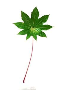 Li6 ®™ Pure Organic Fresh Castor Leaves 100 Gm - Arndi (Redi) Ka Patta ...