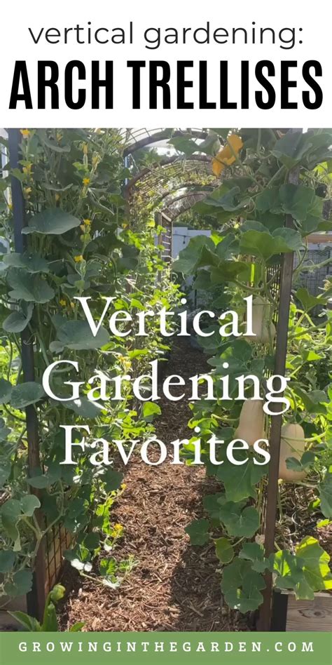 What Plants Need A Trellis? A Guide For Vertical Gardeners
