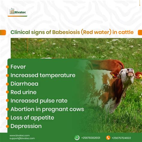 Bovine Babesiosis in Cattle: Causes, Symptoms, Diagnosis, and Treatment