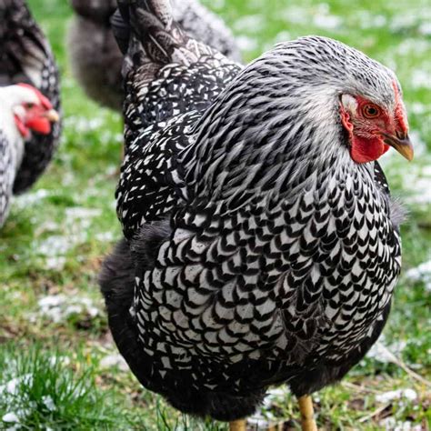 The Silver Laced Wyandotte: A Comprehensive Care Guide
