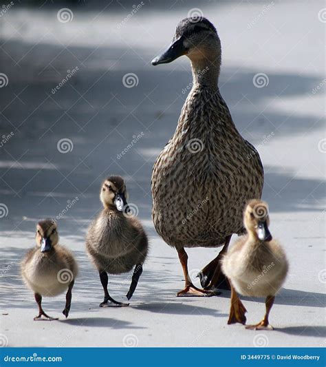 Mother duck and ducklings stock image. Image of duck, venice - 3449775