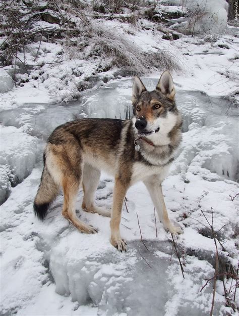 Czech Wolfdog | Wolf dog, Tamaskan dog, Czechoslovakian wolfdog