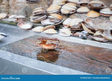 Image result for Scallop Shell Inside