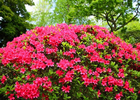The Best Flowering Shrubs for Florida Landscapes