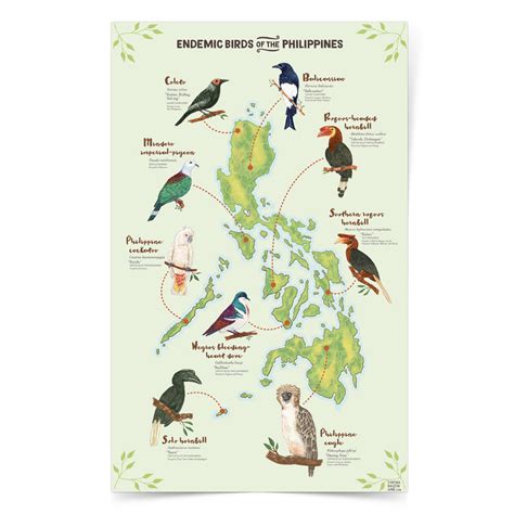 Endemic Birds of the Philippines Poster by Cynthia Bauzon-Arre – Pinspired Art Souvenirs