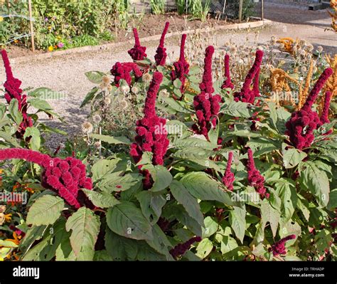 Amaranthus gangeticus or Elephant Head growing in an English country ...