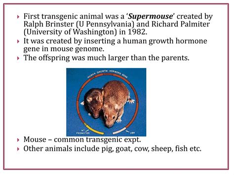 Transgenic animals | PPTX