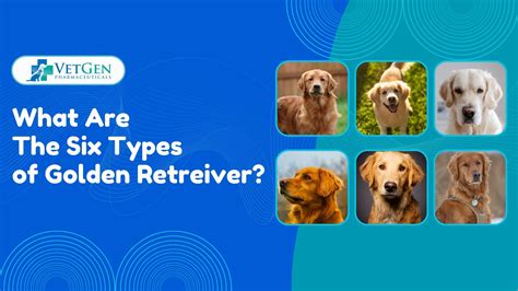 Types De Golden Retriever Type Of Golden Retriever Shop